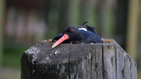 William Cheung An oyster catcher sits on a tree stump 