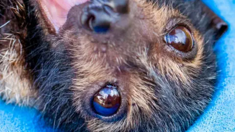 DAVID WHITE A young bat rescued by volunteers during the heatwave