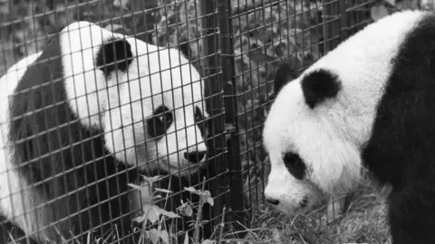 Getty Images Chia Chia (left) at London Zoo with mate Ching Ching
