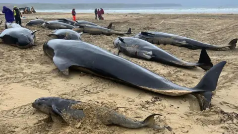 PA Media Whales stranded in Stornoway in 2023