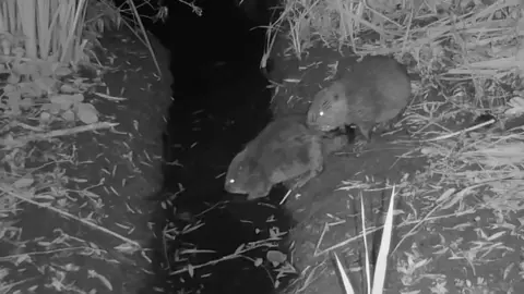 A night camera has captured an adult beaver and a kit on the edge of a riverbank about to dive into water.