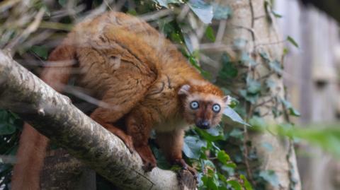 A picture of Olanna, a blue-eyed black lemur. She is seen crouching on a branch, and has orange fur and large blue eyes. 