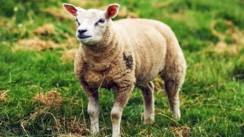 BBC Beltex sheep