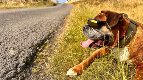 A chestnut brown boxer type dog wearing sunglasses lying on grass beside a tarmacked road. The dog is panting.