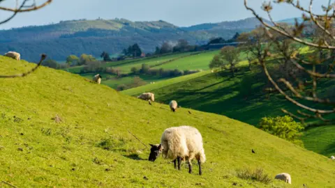 Getty Images A photograph of sheep grazing on the side of a hill in the Shropshire Hills. There are six sheep visible, all with white coats and black faces and legs. The grass they are grazing is bright green, and hills rise up in the distance on the horizon, covered in a patchwork of fields and woodland. The sky is blue and clear, with strong sunshine. 