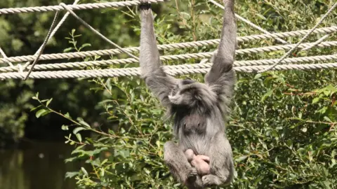 CURRAGHS WILDLIFE PARK Baby silvery gibbon with mother