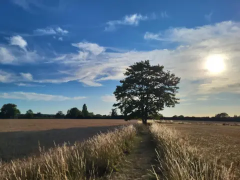 Lynx A grassy path leads towards a single tree standing in between two fields, the tree casts a long shadow as though it is late afternoon. The sun is shining from behind clouds on the right of the image and the sky is blue and dotted with clouds. 