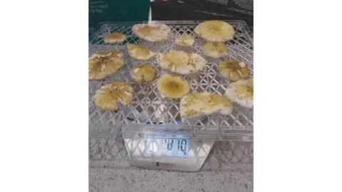 Supreme Court of Victoria Dehydrator tray with mushroom caps on it placed on top of the scales