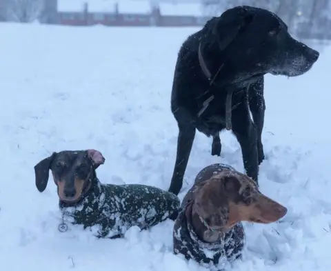 @cooperandbentley_dapple_doxies Labrador Murphy and two dachshunds Cooper (left) and Bentley (right) in West Berkshire.