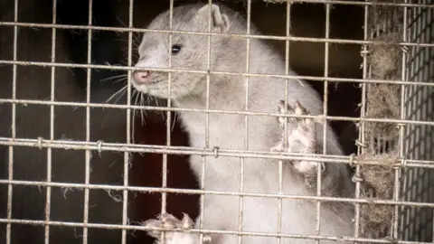 Caged mink on a farm in Hjoerring, North Jutland, Denmark, on 8 October 2020