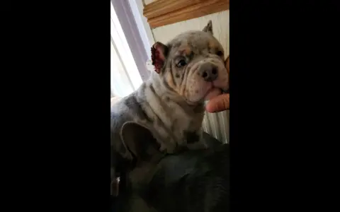 Newport Council Trading Standards A photo of a young grey puppy facing the camera with another dog lying at its feet. Its ears appear to be recently cropped.