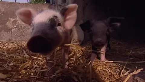 BBC Pigs at Priestlands School in Lymington in 2008