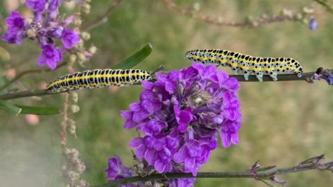 SUNDAY - Two yellow and black caterpillars crawl along the stem of a flower in Woodley. There is a large bright purple flower in the centre of the picture with one caterpillar each side. Behind is a soft focus green plant background.