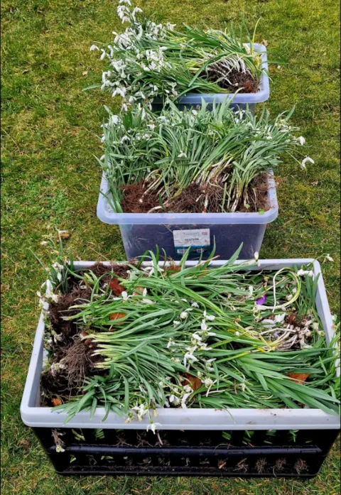 Comrie Snowdrops Three crates on the grass containing snowdrops, a green plant with a white flower. 
