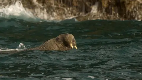 Nathaniel Barry/Padstow Sealife Safaris Walrus