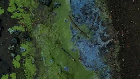 Aerial shot of blue-green algal blooms in Lough Neagh