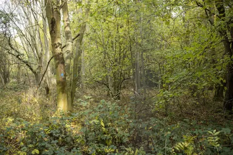 Phil Coomes/BBC Ancient woodland at the site but untouched by the work