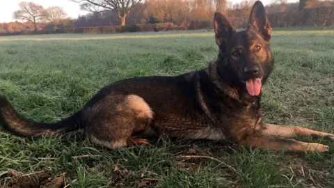 Hants Police Dogs police dog