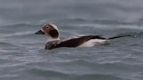 Peter Christian Long-tailed Duck