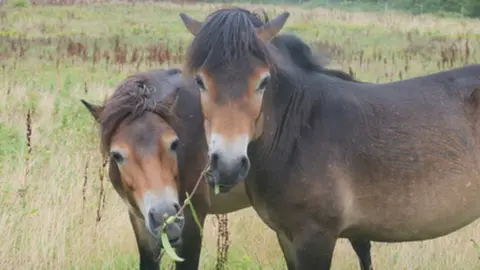 Kate Garnham two horses
