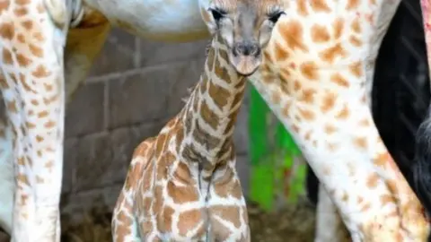 Belfast Zoo A baby Rothschild's giraffe called Ballyronan was born at the zoo during lockdown