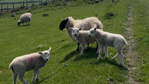Four sheep stood in a field, three short hair looking at the camera and one long hair looking away