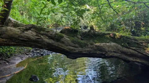 Melissa Duff A fallen tree is blocking part of the river with low hanging branches overhead too. The water is not too deep but it is murky in the shade.