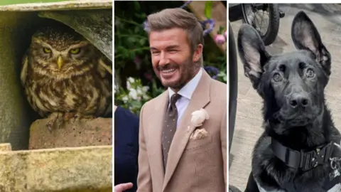 Three images comprising a little owl sitting underneath the roof of a former Staffordshire coal mine. A smiling David Beckham wearing a rose named after him in his jacket lapel, and a black police puppy.