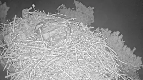 Cumbria Wildlife Trust The first Osprey egg of the season on the webcam 