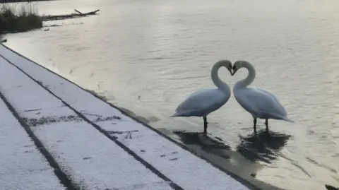 Jodie McGirr Two swans have their heads pushed together in a way that makes heart shape. The steps down to the river they are standing in is dusted with snow. The white arches of the infinity bridge are in the background.