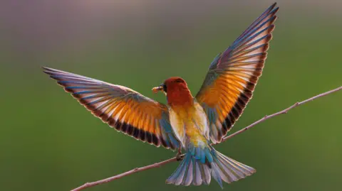 Colourful bird sitting on a branch with outstretched wings.