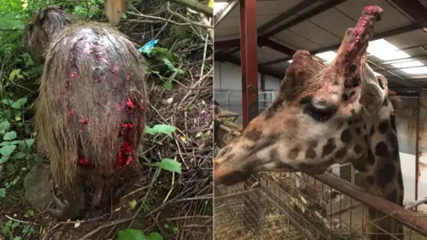 Two pictures of injured animals. On the left is a capybara seen from behind with multiple deep cuts on its back. On the right is a giraffe with a head injury.