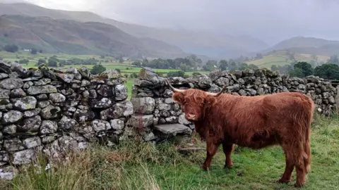 puffed runner A brown, horned cow, is stood in a green field next to a stone, countryside wall. It looks towards the camera. Beyond the wall, bright green fields spread in a valley between sloping heights, with distant mist and an overcast sky.