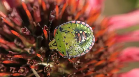 A photograph of a shield bug by Rob Lowery