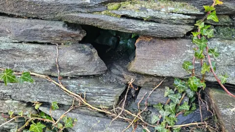 Charlene Mongan A large hole is visible in a stone wall. A number of green vines can be seen near the opening.