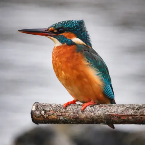 Aileen Gillies A blue and orange kingfisher bird standing on a branch with a blurred background.