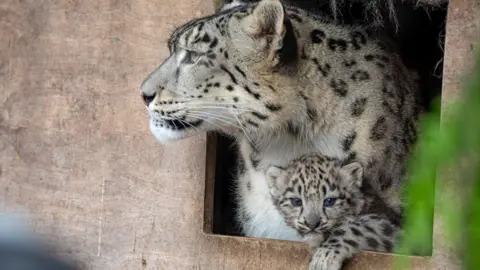 Royal Zoological Society of Scotland Photo of snow leopard cup and one of its parents at the entrance to the den. The small cub has its paw over the threshold, ready to explore outside.