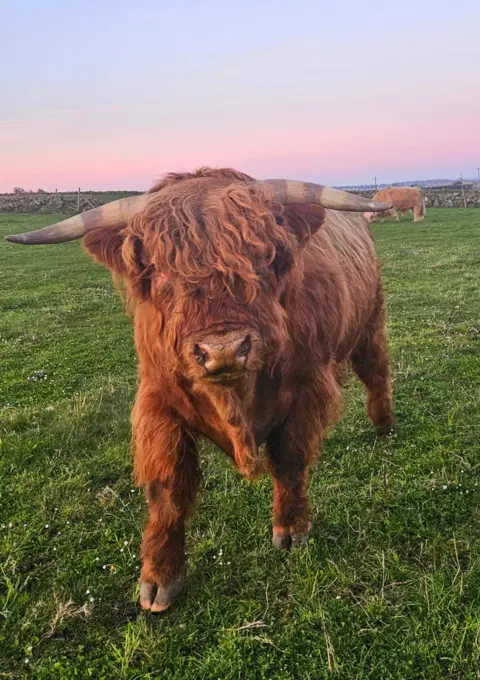 Jeanette Taylor Close-up of a Highland cow with long horns and shaggy reddish-brown coat standing in a grassy field at sunset, with another cow in the background under a pastel sky.