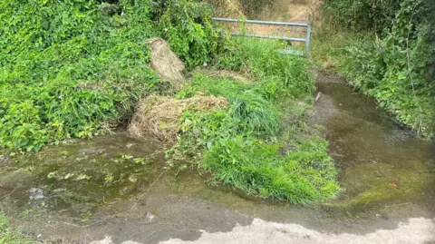 A footpath into a wooded area is covered over with water. In the distance, dry grass can be seen but, around the water running over the path, the grass and other plants are bright green. There is also algae on the path.