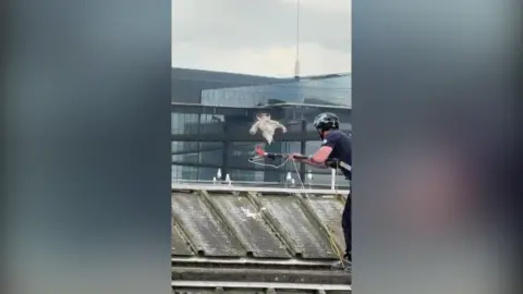 Anthony Percival Man rescues gull from net 