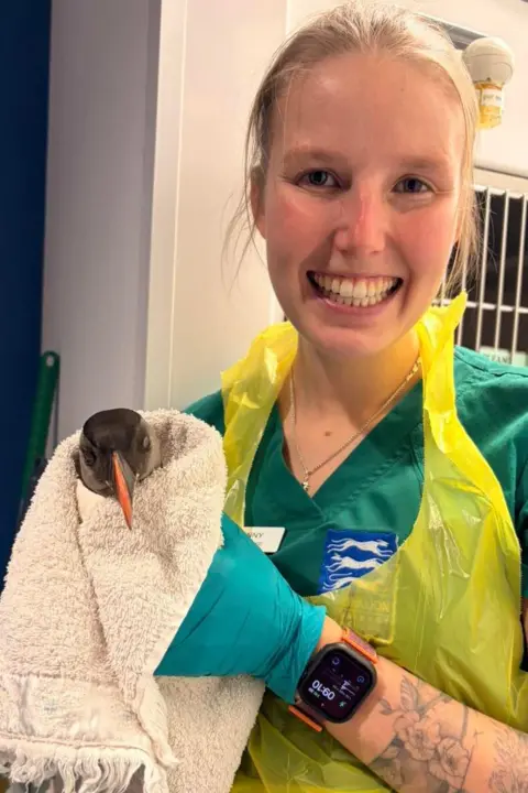 Rosemullion Veterinary Practice Cadi Penny is smiling and holding Peter the puffin who is wrapped in a towel. She has blonde hair tied up and is wearing a uniform, plastic apron and plastic gloves.
