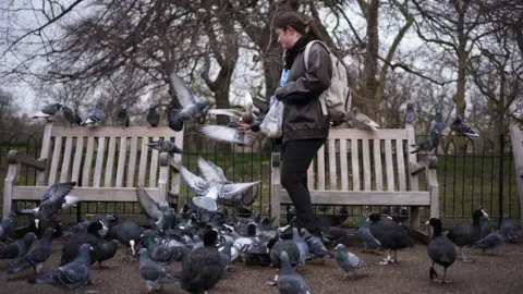 PA Media A woman feeding a number of pigeons next to a bench in a London park.