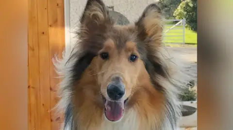 BBC German Shepherd dog staring through a window  