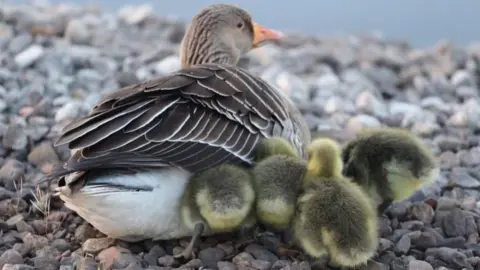 John Dyer A mother goose sits on a rocky shoreline, with her fluffy, yellow goslings nestled closely behind her for warmth and protection.