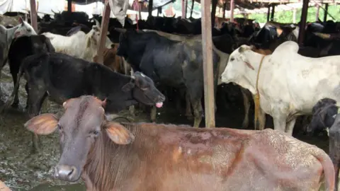 Getty Images Cows can be seen in a Gaushala (Cow Centre) here in the Old Quarters of Delhi, India, on 30 July 2018. 