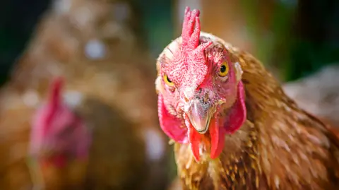 A brown chicken with a red crest and piercing yellow eyes looks at the camera. Other birds are out of focus in the background.