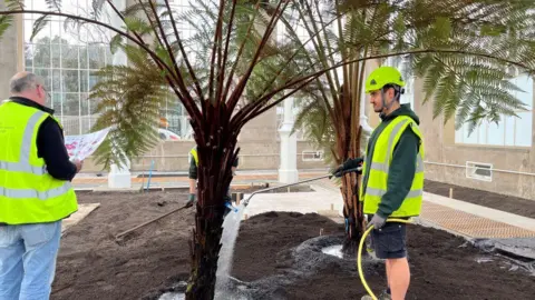 Three men in high vis clothing tend to two palm trees inside a hot house.
