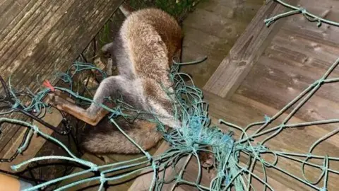 A fox caught in a net in a garden