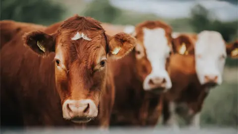 Getty/Catherine Falls Commercial Close up of 3 cows in a field.