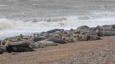 National Trust Adult grey seals are pictured on a beach sitting close to the water. Many are looking to the camera while the waves crash behind them.